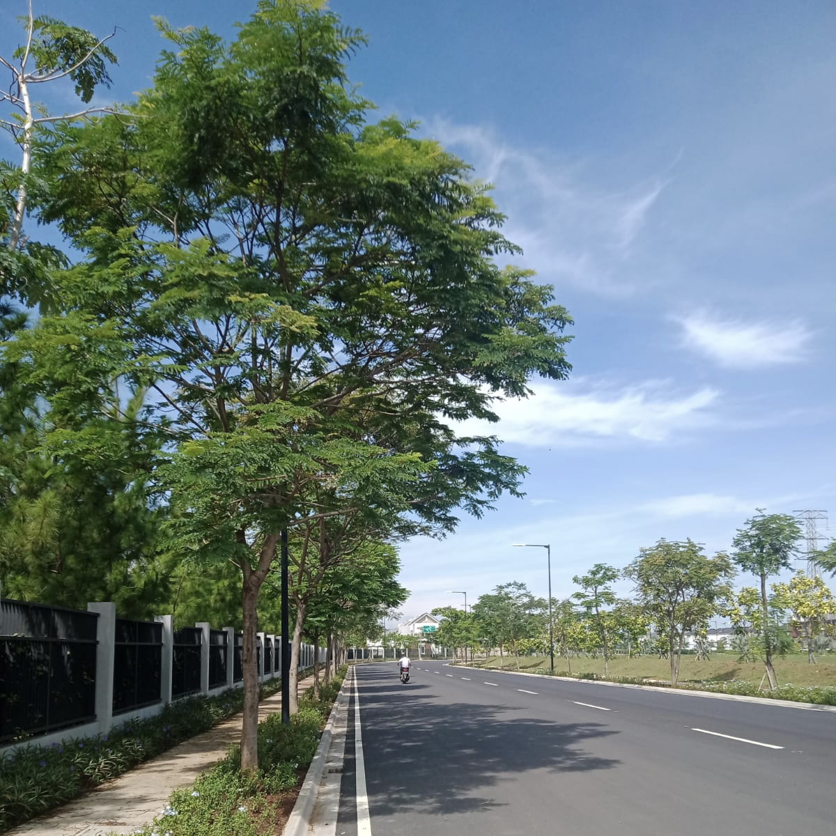 Pohon Flamboyan Kuning