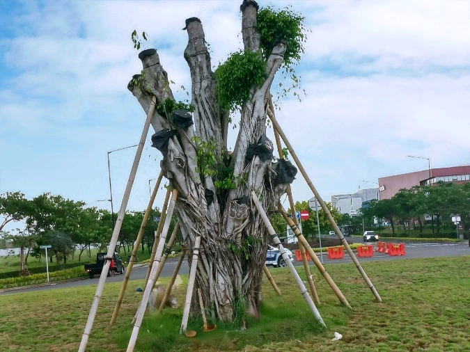 Pohon Beringin