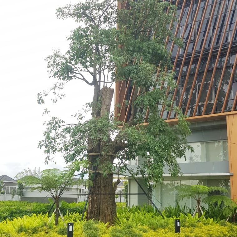 Pohon Pulai