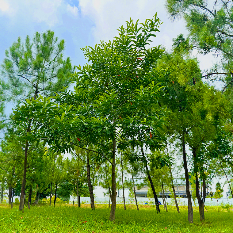 Pohon Bisbul
