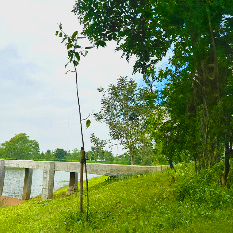 Pohon Ganitri