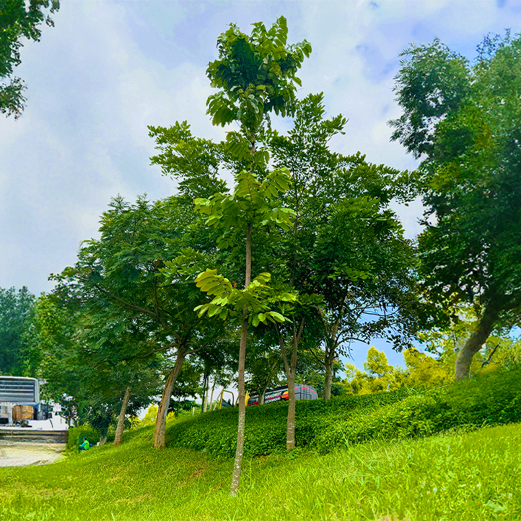 Pohon Ulin