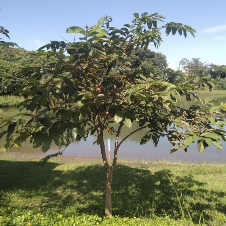 Pohon Bungur