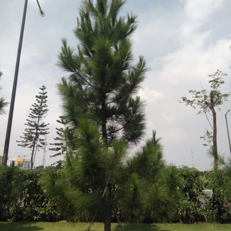 Pohon Pinus
