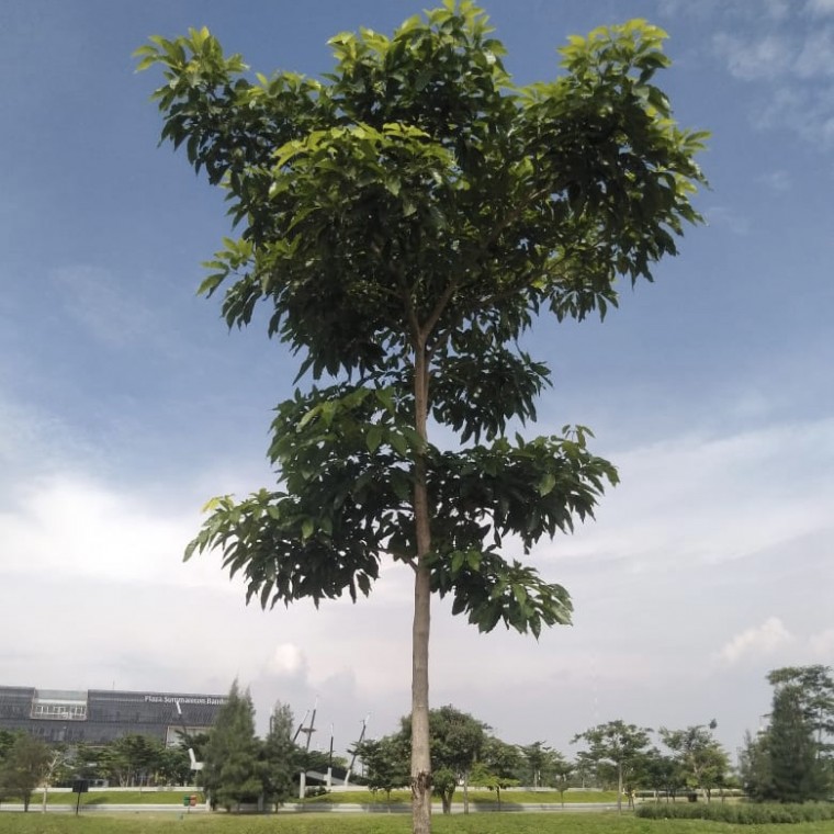 Pohon Tabebuya