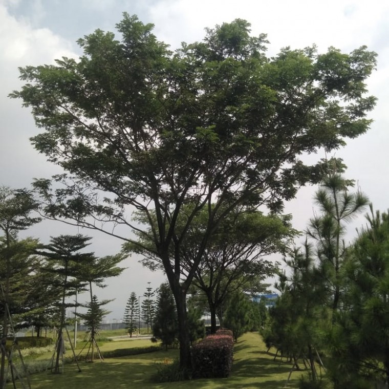 Pohon Trembesi