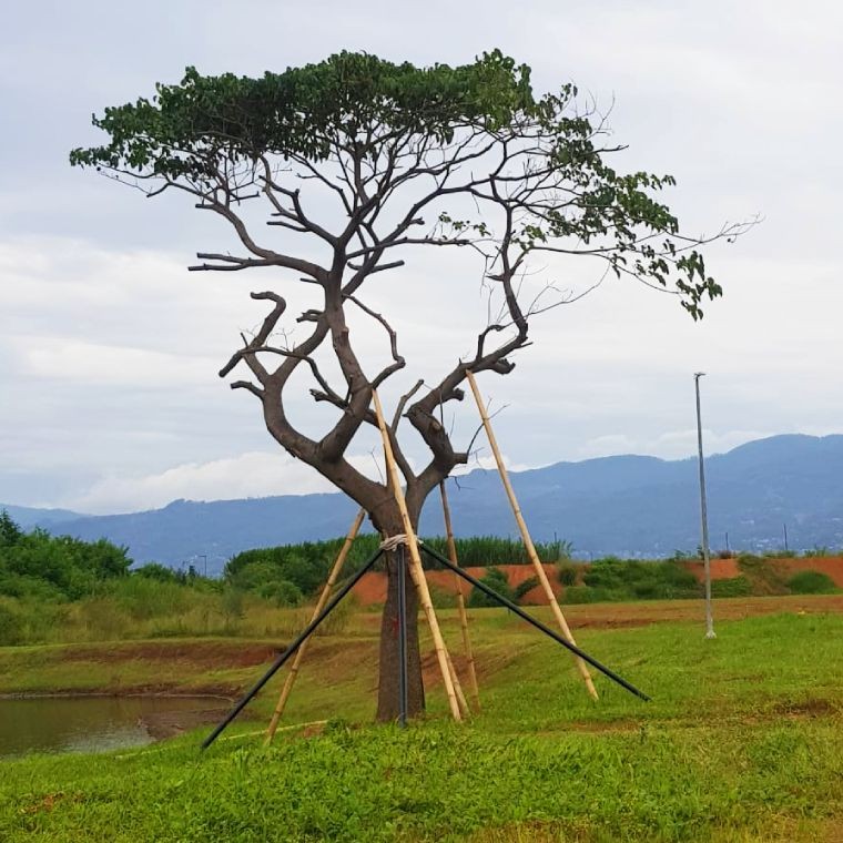 Pohon Kalpataru