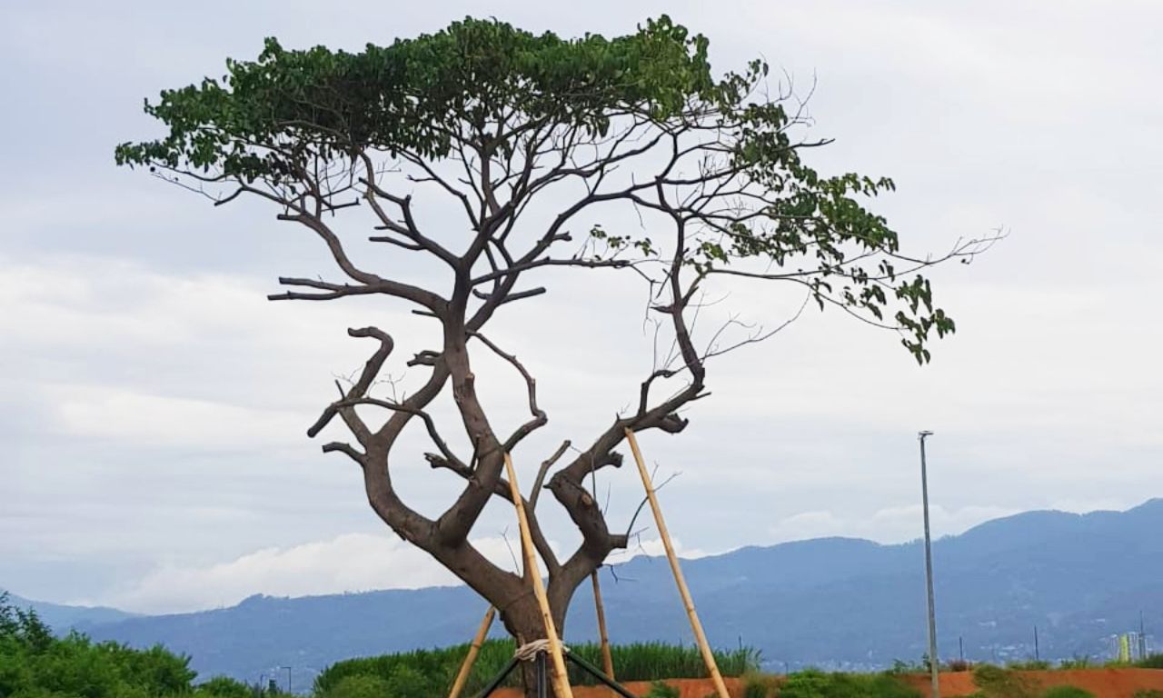 Pohon Kalpataru