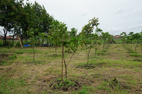 https://images-residence.summarecon.com/images/gallery/article/6967/pohon%20sbd%204.jpg